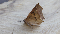 Tetracis cervinaria
