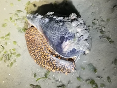Cymbiola nobilis
