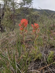 Castilleja brevilobata