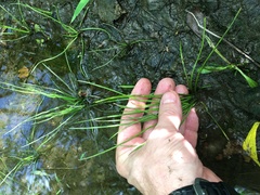 Isoetes appalachiana