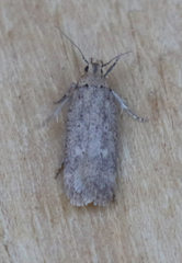 Platyedra subcinerea