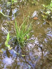 Isoetes appalachiana