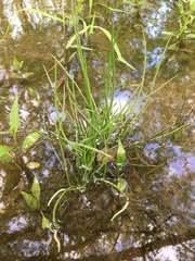 Isoetes appalachiana