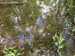 Isoetes appalachiana