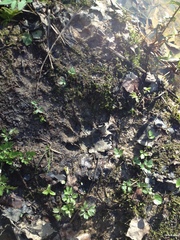 Nyctereutes procyonoides