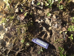 Nyctereutes procyonoides