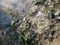 Nyctereutes procyonoides