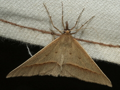 Epidesmia hypenaria