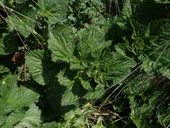 Urtica australis
