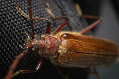 Ochrocydus huttoni