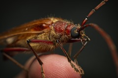 Ochrocydus huttoni