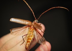 Ochrocydus huttoni