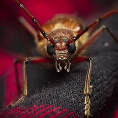 Ochrocydus huttoni