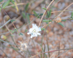 Podolepis capillaris