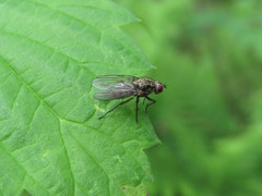 Muscidae