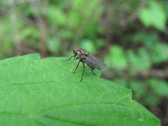 Muscidae