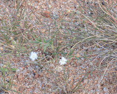 Podolepis capillaris