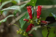 Aeschynanthus moningerae