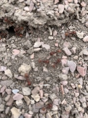 Pogonomyrmex occidentalis