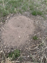 Pogonomyrmex occidentalis