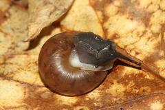 Mesodon mitchellianus