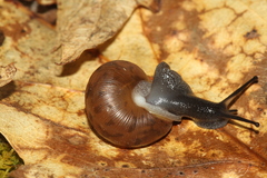 Mesodon mitchellianus