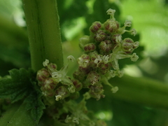 Urtica australis