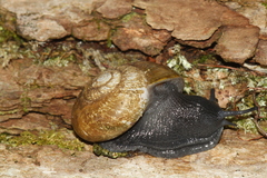 Mesomphix perlaevis