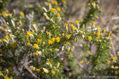Tetradymia spinosa