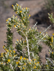 Tetradymia spinosa