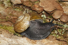 Mesomphix perlaevis