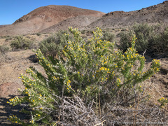 Tetradymia spinosa