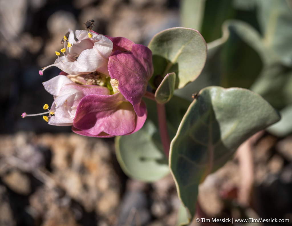 Winged four o'clock (Mirabilis alipes)