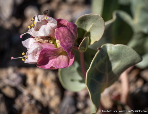 Winged four o'clock (Mirabilis alipes)