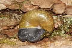 Mesomphix perlaevis