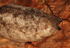 Philomycus venustus