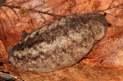 Philomycus venustus