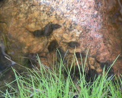 Pseudophryne occidentalis