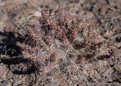 Micropuntia pulchella