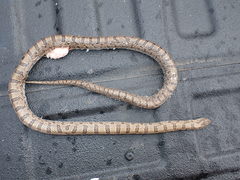 Lampropeltis calligaster