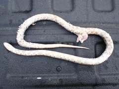 Lampropeltis calligaster