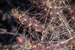 Micropuntia pulchella