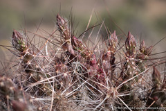 Micropuntia pulchella