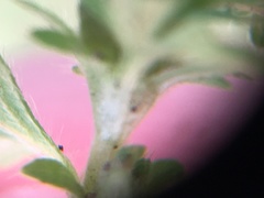 Alchemilla microcarpa