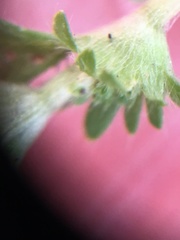 Alchemilla microcarpa