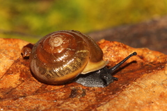 Mesodon mitchellianus