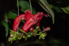 Aeschynanthus moningerae