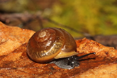 Mesodon mitchellianus