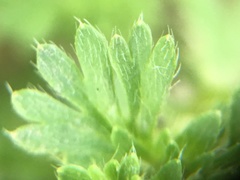 Alchemilla microcarpa