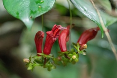 Aeschynanthus moningerae